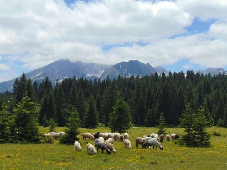 Holiday Home Jabucilo Zabljak  Bagian luar foto